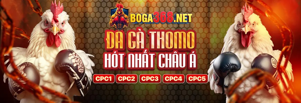 Đá gà trực tiếp kịch tính tại Tabet Khuyến Mãi